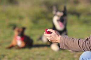 educanine dog training clicker positive reinforcement