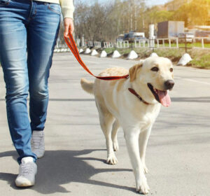 dog training to walk with leash