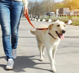 Dog training walking outlet on leash