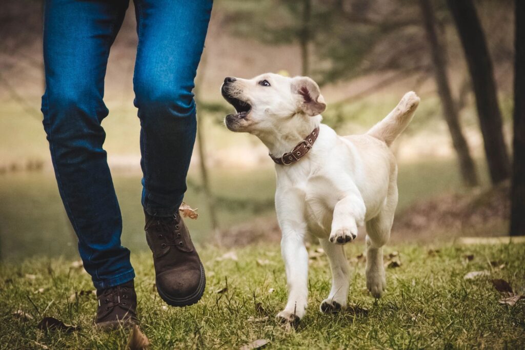 How to Change Unwanted Behaviors - Educanine Training Services