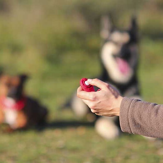 educanine dog training clicker positive reinforcement