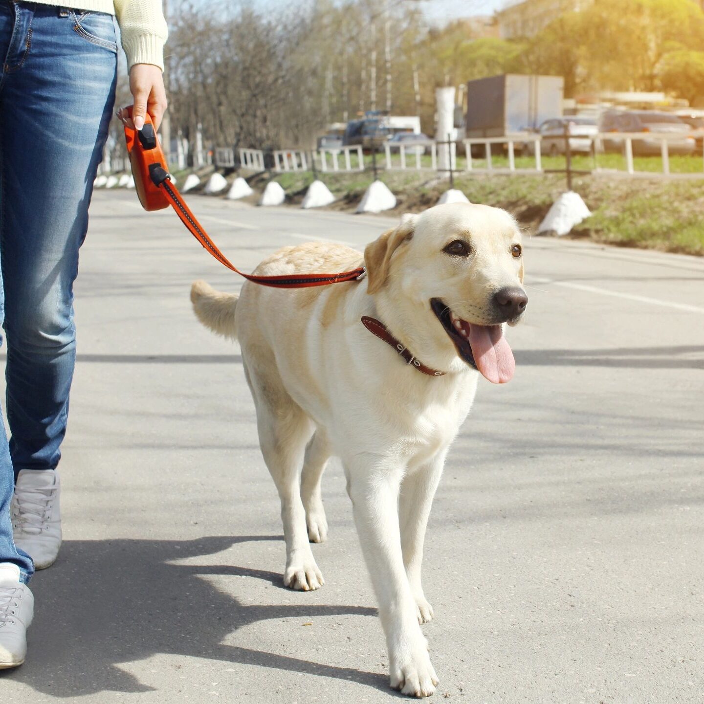 dog training to walk with a leash